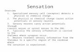 Sensation Overview 1. Specialized sensory cell (receptor) detects a physical or chemical change. 2. The physical or chemical change causes action potentials.