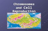 Chromosomes and Cell Reproduction Chromosome Structure Chromosomes are the coiled up version of DNA. They consist of DNA and proteins: histones and nonhistones.