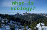 What is Ecology?. 2 Ecology ! The scientific study of relationships between organisms and their environment life histories, distribution, and behavior.