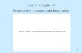 21-1 Lect 17, Chapter 21 Peripheral Circulation and Regulation.