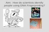 Aim: How do scientists identify people using DNA Fingerprinting?