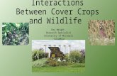 Interactions Between Cover Crops and Wildlife Ray Wright Research Specialist University of Missouri -Columbia.