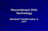 Recombinant DNA Technology Bacterial Transformation & GFP.