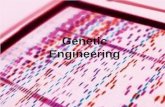 1 Genetic Engineering. Genetic Engineering: Enzymes for Dicing and Splicing Nucleic Acids Restriction endonucleases -enzymes capable of recognizing foreign.