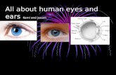 All about human eyes and ears Kemi and javarn. eyes Eyes are organs that detect light and convert it into electro- chemical impulses in neurons. The simplest.