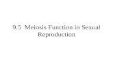 9.5 Meiosis Function in Sexual Reproduction. Objectives Describe how homologous chromosomes are alike and how they differ. Contrast haploid and diploid.