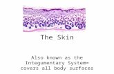 The Skin Also known as the Integumentary System= covers all body surfaces.