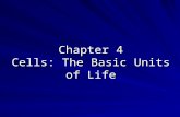 Chapter 4 Cells: The Basic Units of Life. Chapter 4: Cells Are All Cells Alike? All living things are made up of cells. Some organisms are composed of.