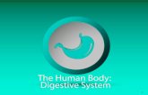1. Objectives To identify the parts of the digestive system. To determine the function of each part of the digestive system. To describe the path food.
