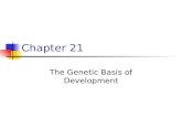 Chapter 21 The Genetic Basis of Development. Zygote and Cell Division When the zygote divides, it undergoes 3 major changes: 1. Cell division 2. Cell.