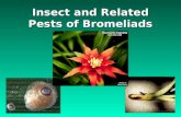 Insect and Related Pests of Bromeliads. Insects and Other Invertebrates Found on Bromeliads in Florida: Aphids Leafminers Thrips Grasshoppers Moths Mites.