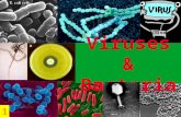 Viruses & Bacteria 1. A)Students will derive the relationship between single-celled and multi-celled organisms and the increasing complexity of systems.