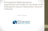 Photographic Mark-Recapture: Applications and Utility for the Study of an Endangered Aquatic Salamander, Eurycea tonkawae Nathan F. Bendik.