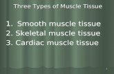 1 Three Types of Muscle Tissue Three Types of Muscle Tissue 1. Smooth muscle tissue 2. Skeletal muscle tissue 3. Cardiac muscle tissue.