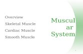 1 Muscular System Overview Skeletal Muscle Cardiac Muscle Smooth Muscle.
