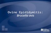 Ovine Epididymitis: Brucella ovis. Overview Organism History Epidemiology Transmission Disease in Animals Prevention and Control Actions to Take Center.