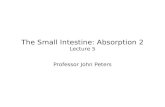 The Small Intestine: Absorption 2 Lecture 5 Professor John Peters.
