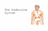 The Endocrine System. 2 Overview of the Endocrine System  System of ductless glands that secrete hormones  Hormones are “messenger molecules”  Circulate.