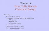 Chapter 6 How Cells Harvest Chemical Energy Overview: Cellular Respiration Reactions involved in cellular respiration Glycolysis Krebs Cycle Electron Transport.