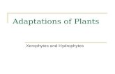 Adaptations of Plants Xerophytes and Hydrophytes.