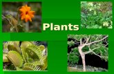 Plants. Plant Adaptations ADAPTING TO LAND Plants moved from water to land -adaptations to survive this new and strange environment. -adaptations to.