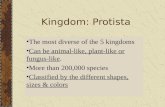 Kingdom: Protista The most diverse of the 5 kingdoms Can be animal-like, plant-like or fungus-like. More than 200,000 species Classified by the different.