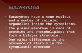 Eucaryotes have a true nucleus and a number of cellular organelles inside the cytoplasma.  The plasma membrane is made of proteins and phospholipides.