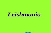 Leishmania . protozoal disease of mammals, a zoonotic disease.. 23+ pathogenic species.. transmitted by sandflies (Phlebotomus species).. in the human.