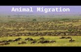 Animal Migration. What is migration? Migration: Seasonal back and forth journeys between two sites Migrant vs. Resident.