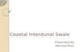 Coastal Interdunal Swale Presented by Marissa Rios.
