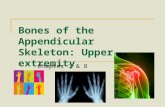 Bones of the Appendicular Skeleton: Upper extremity Chapter 7 & 8.