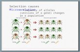 Selection causes Microevolution Frequency of alleles (versions of a gene) changes in a population.