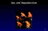 1 Sex and Reproduction. 2 3 Sexual and Asexual Reproduction Sexual reproduction occurs when a new individual is formed through the union of two sex cells.