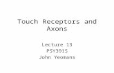 Touch Receptors and Axons Lecture 13 PSY391S John Yeomans.