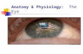 Anatomy & Physiology: The Eye A.Accessory structures of the eye Orbital Cavity Bones Optic Foramen Supra- orbital Foramen Fat pads Ethmoid Sphenoid Zygomatic.