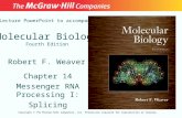 Molecular Biology Fourth Edition Chapter 14 Messenger RNA Processing I: Splicing Lecture PowerPoint to accompany Robert F. Weaver Copyright © The McGraw-Hill.