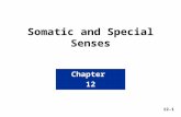 Chapter 12 12-1 Somatic and Special Senses. Chapter 12 Somatic and Special Senses Sensory Receptors specialized cells or multicellular structures that.