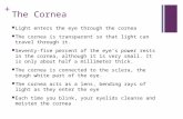 + The Cornea Light enters the eye through the cornea The cornea is transparent so that light can travel through it. Seventy-five percent of the eye’s power.