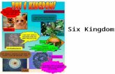 Six Kingdoms. Key terms Autotrophic – Producer -makes its own food Heterotrophic – Consumer -can’t make its own food – consumes other organisms Unicellular.