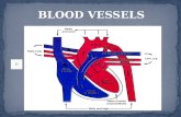 BLOOD VESSELS WHAT ARE BLOOD VESSELS? Blood vessels are intricate networks of hollow tubes that transport blood throughout the entire body.