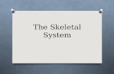 The Skeletal System. Skeletal System: Made of Connective Tissue O Bone: hard inorganic matrix of calcium salts O Compact: forms shaft and ends, contains.
