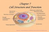 Chapter 7 Cell Structure and Function Image from: © Pearson Education Inc, Publishing as Pearson Prentice Hall; All rights reserved Nucleolus Nucleus Nuclear.