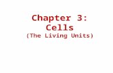 Chapter 3: Cells (The Living Units). Camillo Golgi (1843-1926) Identified the cell organelle now named the “Golgi Body” and he worked extensively in research.