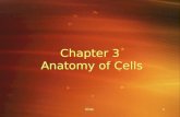 Slide 1 1 Chapter 3 Anatomy of Cells Slide2 Functional Anatomy of Cells The typical cell –Also called composite cell –Characteristics Varies in size.