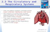 (c) McGraw Hill Ryerson 2007 2.3 The Circulatory and Respiratory Systems The circulatory system consists of the heart, arteries, capillaries, and veins.