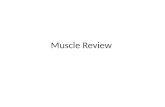 Muscle Review. 1) Skeletal muscle is described by all of the following EXCEPT: a) striated b) voluntary c) multinucleate d) autorhythmic.