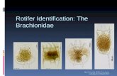 Rotifer Identification: The Brachionidae Hue University Rotifer Taxonomy workshop 6-12 March 2010.