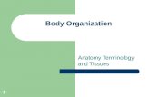 Body Organization Anatomy Terminology and Tissues 1.