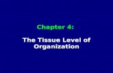 Chapter 4: The Tissue Level of Organization. Introduction Tissue: –Collection of specialized cells that perform limited number of functions Histology: