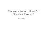 Macroevolution: How Do Species Evolve? Chapter 17.